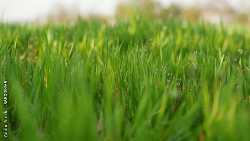 Close-up of young green field, agricultural background Close-up of young green field, agricultural background