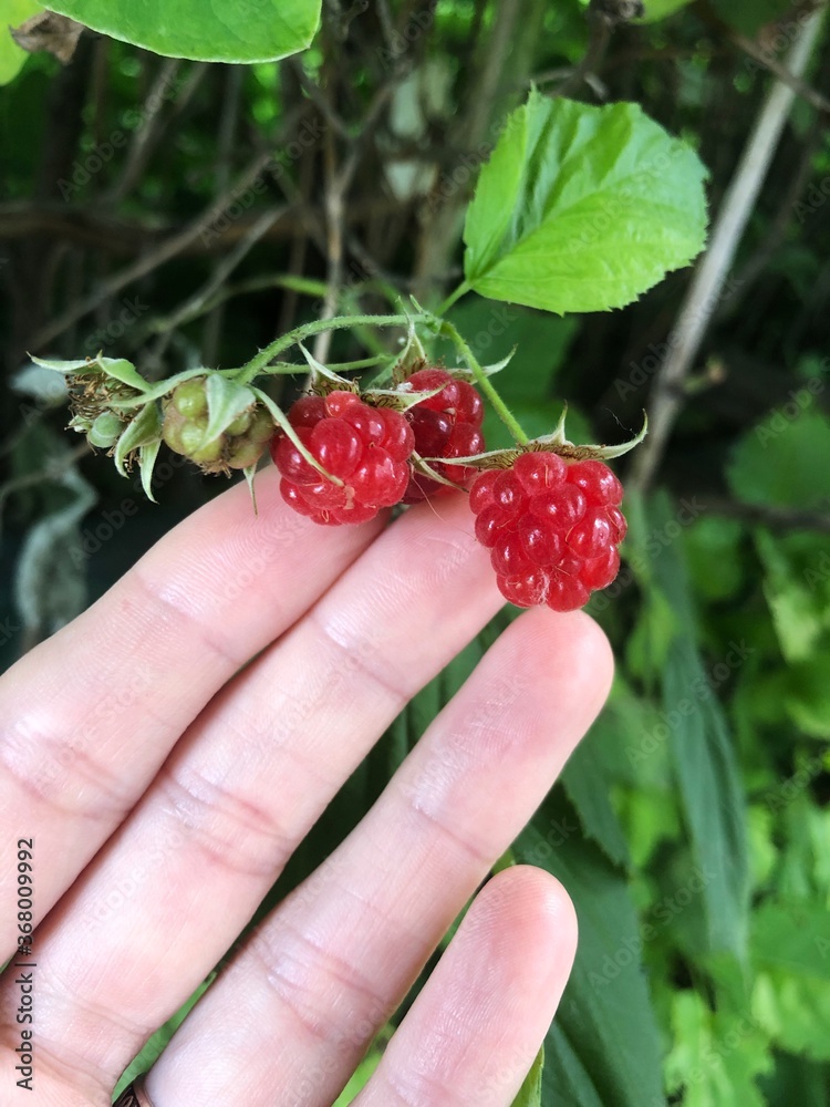 Ripe raspberries with leaves close up view Ripe raspberries with leaves close up view