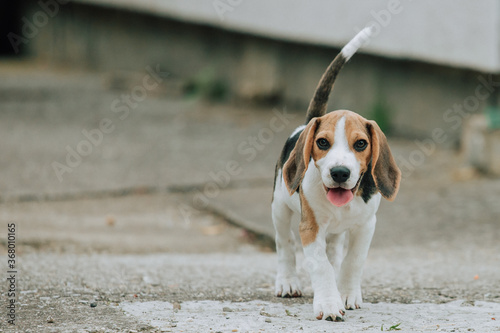 Cute male Beagle puppy, 3 months old, standing in the yard