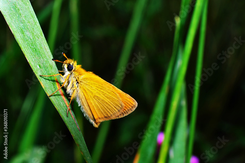 Motyl nocny na trawie polnej photo