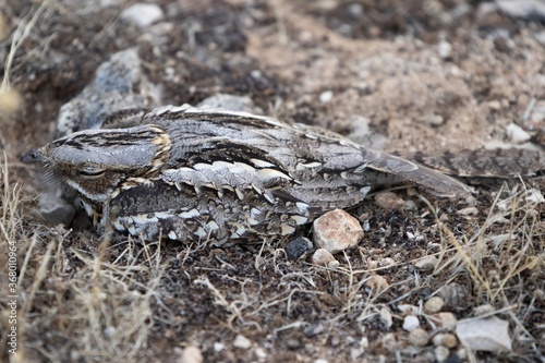 Closeup shot of common nightjar on dry field photo