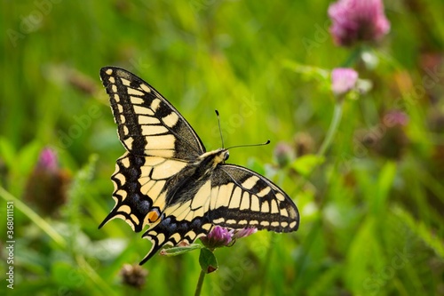 Cuadro en lienzo Beautiful closeup shot of a yellow swallowtail butterfly perched on flowers in a