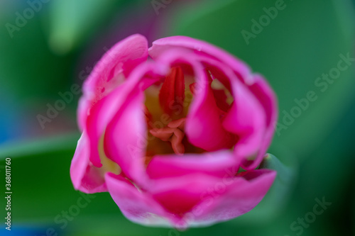 Close up of pink tulip flower from above © Mark Hunter