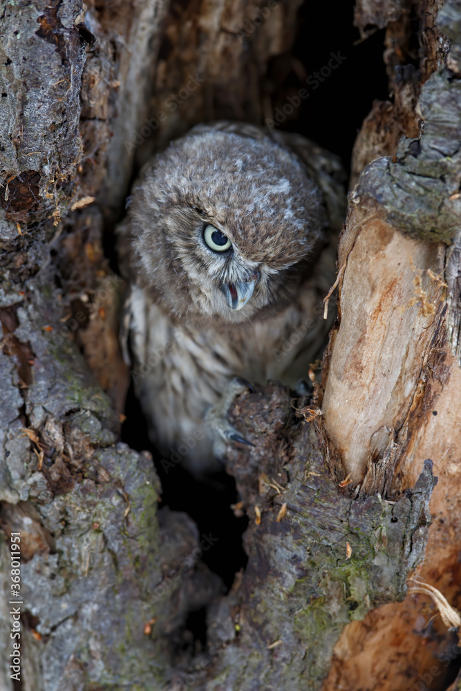 Little Owl (Athene noctua) juvenile hiding in a hole of an oldtree in the Netherlands. Little Owl (Athene noctua) juvenile hiding in a hole of an oldtree in the Netherlands.