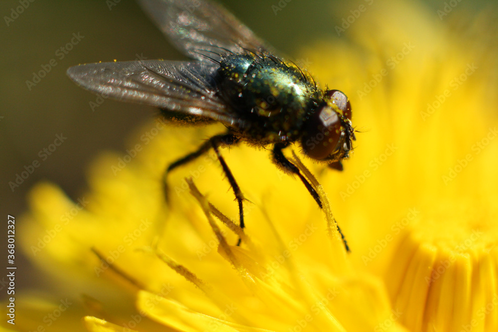 Mouche en macro recouverte de pollen sur un pissenlit en fleur Mouche en macro recouverte de pollen sur un pissenlit en fleur