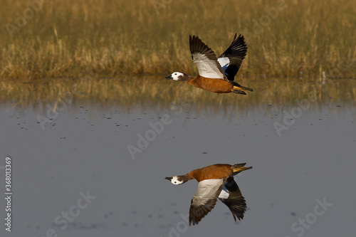 South African Shellduck in flight over water photo