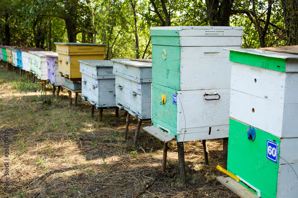 Wooden hives in an apiary with bees Wooden hives in an apiary with bees