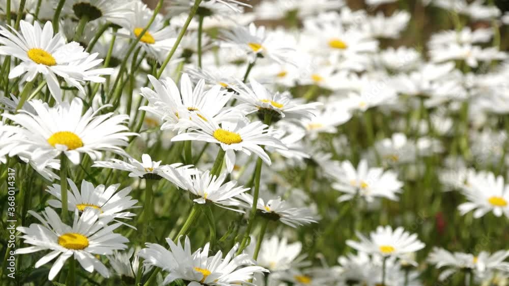 white marguerite in the flower field in summertime white marguerite in the flower field in summertime