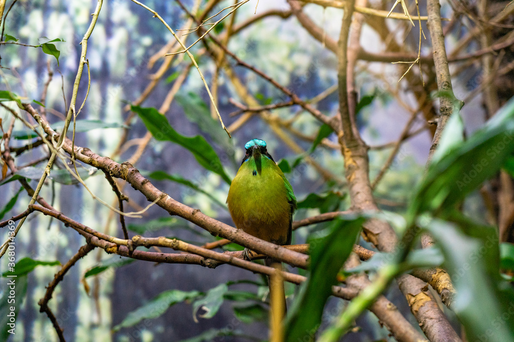 blue crowned motmot (Momotus momota) in zoo Barcelona blue crowned motmot (Momotus momota) in zoo Barcelona