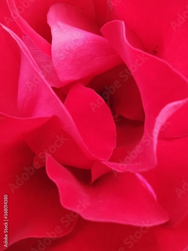 
Red predominates in this rose. Detail of a wonderful flower photo