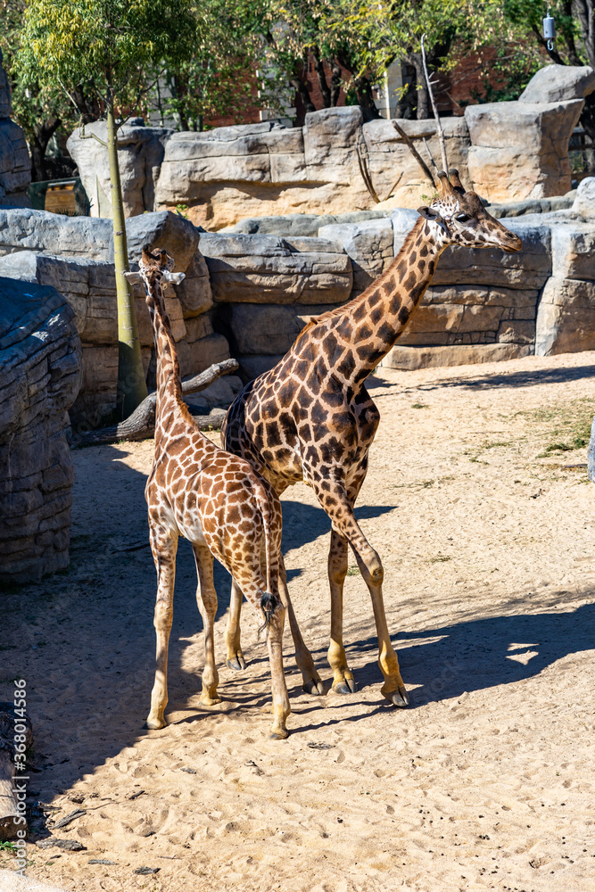 Rothschilds Giraffe (Giraffa camelopardalis rothschildi) in Barcelona