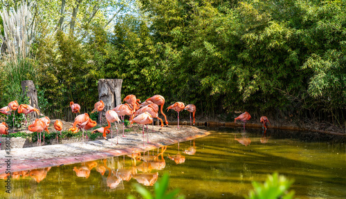 Canvas Print American chilean flamingo (Phoenicopterus chilensis ruber) in Barcelona Zoo