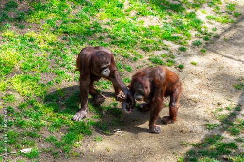 Bornean Orangutan  Pongo pygmaeus  in Barcelona Zoo