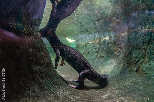 Dwarf crocodile (Osteolaemus tetraspis) in zoo Barcelona photo