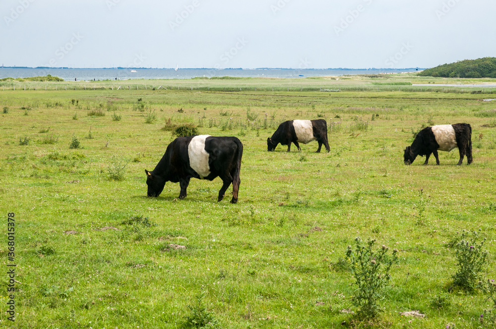 Belted Galloway cows and bull grazing in the meadow. Schleswig-Holstein, Germany Belted Galloway cows and bull grazing in the meadow. Schleswig-Holstein, Germany