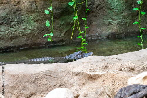 Dwarf crocodile (Osteolaemus tetraspis) in zoo Barcelona photo