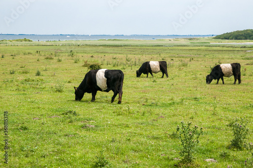 Belted Galloway cows and bull grazing in the meadow. Schleswig-Holstein, Germany