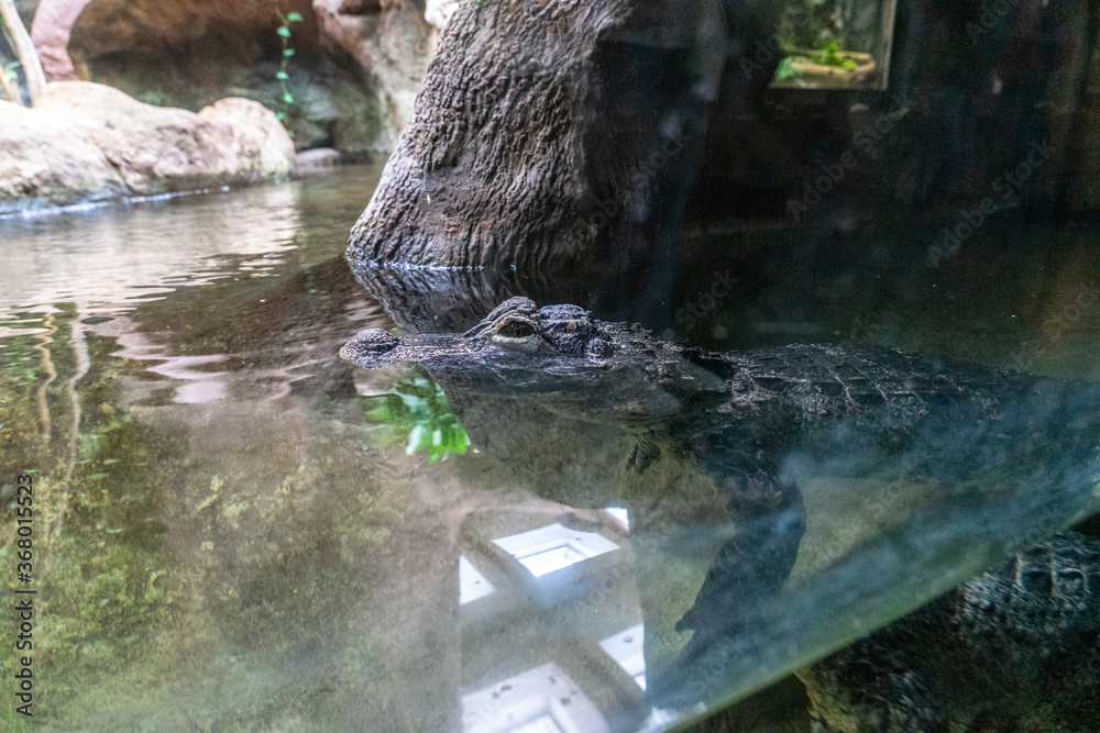 Alligator Caiman Crocodile reptile in zoo Barcelona Alligator Caiman Crocodile reptile in zoo Barcelona