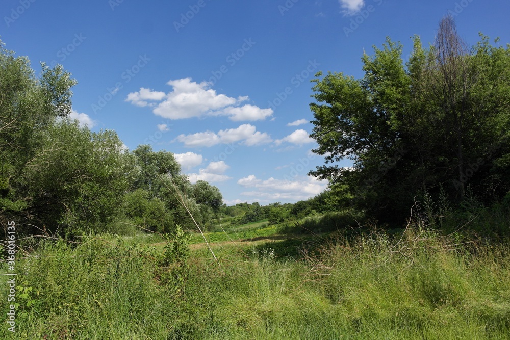 Summer landscape with trees and sky