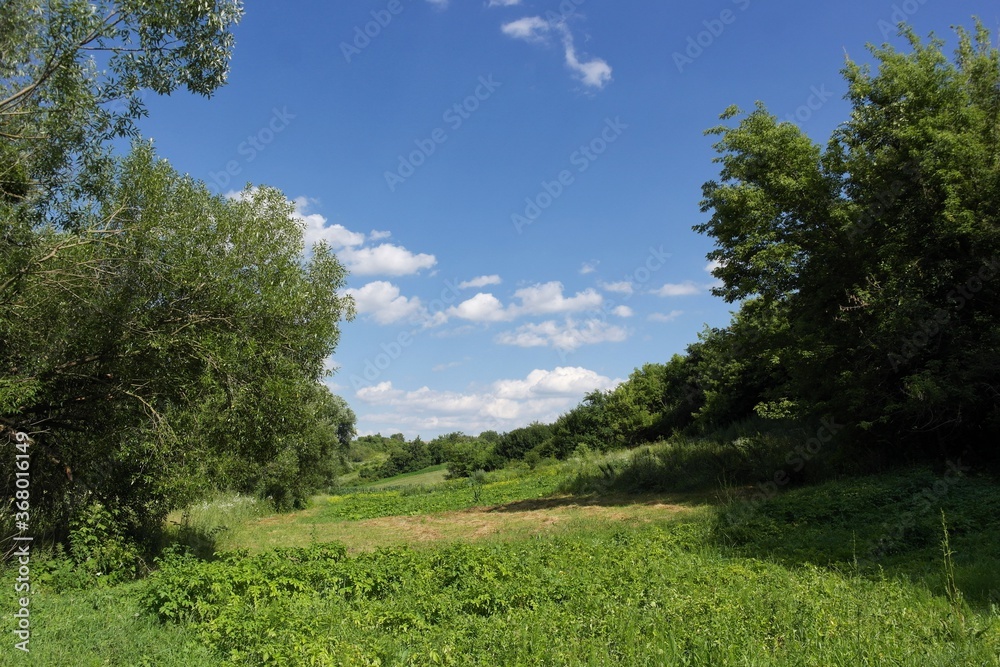 Fototapeta premium Summer landscape with trees and sky