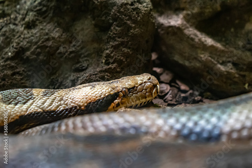 Indian rock python  Python molurus molurus  in zoo Barcelona