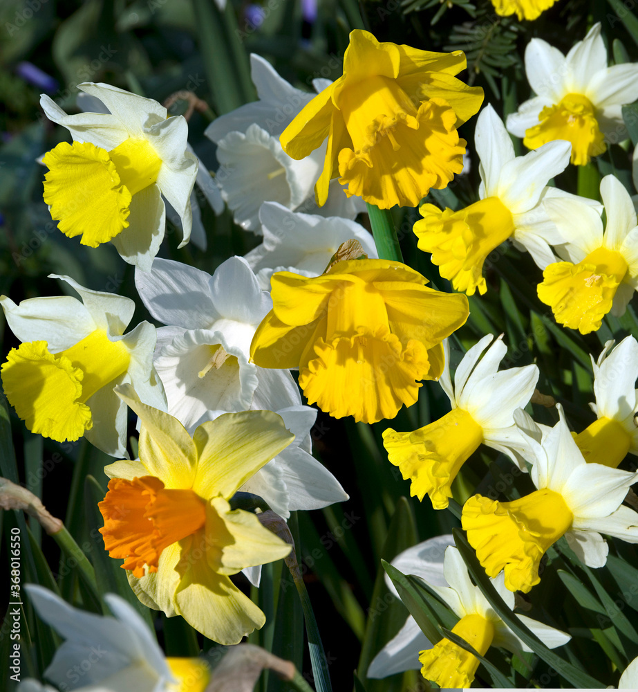NARCISSES EN MELANGE NARCISSES EN MELANGE