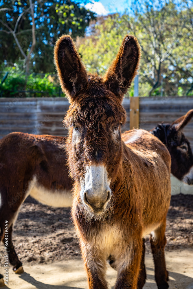 Catalan donkey (Equus africanus asinus) in zoo Barcelona Catalan donkey (Equus africanus asinus) in zoo Barcelona