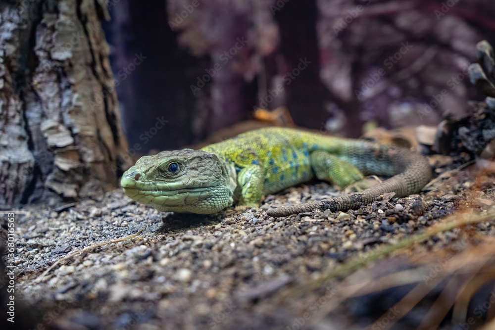 Iguana lizard dragon terrarium in zoo Barcelona Iguana lizard dragon terrarium in zoo Barcelona