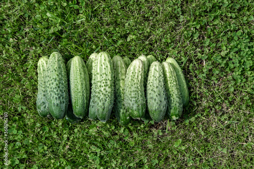 Top view  small cucumbers with pimples lie on the grass tightly to each other.