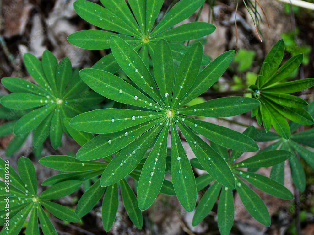 close up of dew on the leaves close up of dew on the leaves