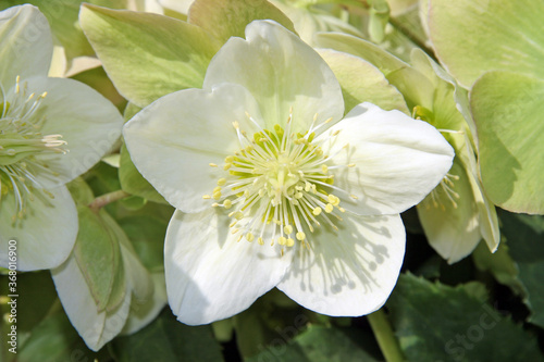 HELLEBORE - HELLEBORUS X NIGERCORS SNOW QUEEN