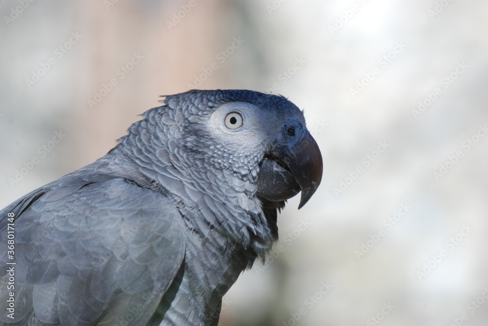 Obraz premium perroquet