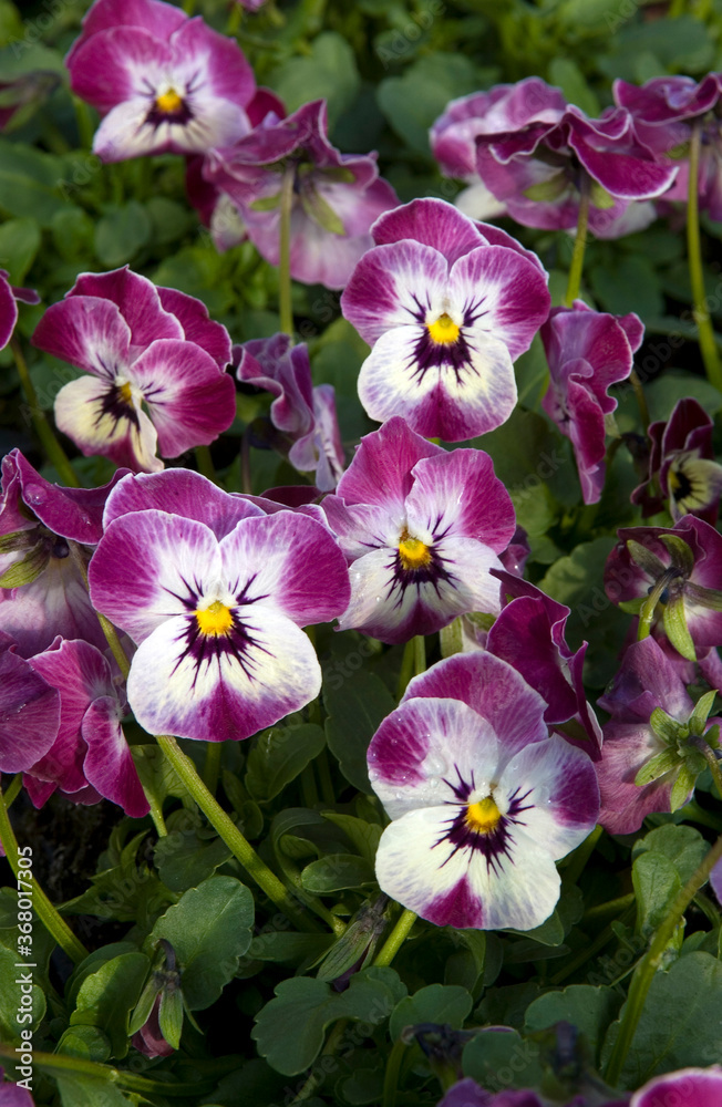 VIOLA VIOLA