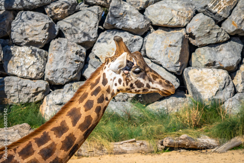 Rothschilds Giraffe (Giraffa camelopardalis rothschildi) in Barcelona Zoo photo