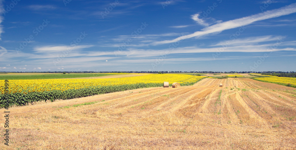 Obraz premium Sunflower field and round hay bales landscape