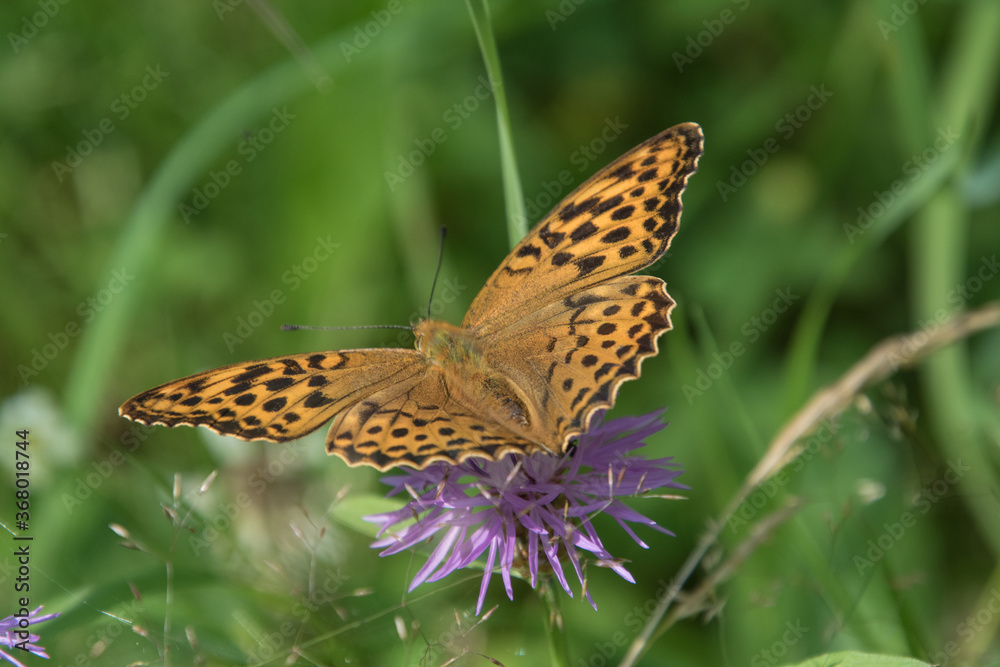 Obraz premium Argynnis paphia butterfly on a flower in the forest.