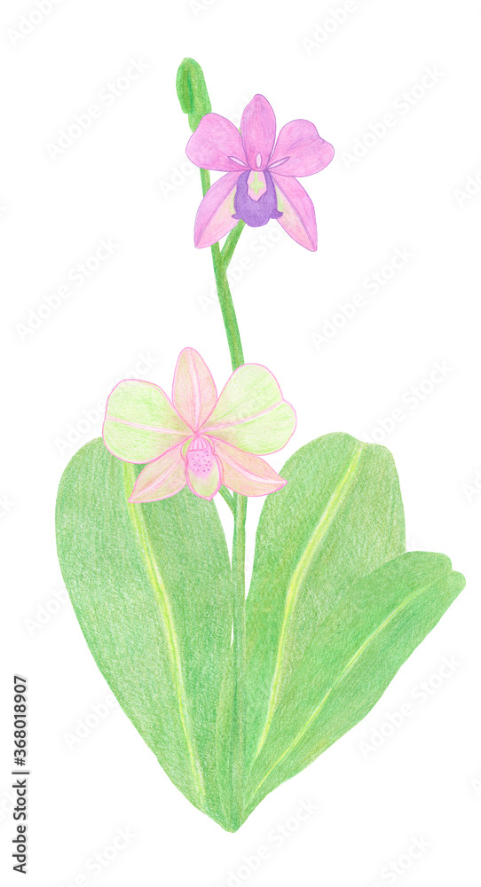 Orchid phalaenopsis watercolor illustration. Beautifull pink exotic flower on a branch with a green bud