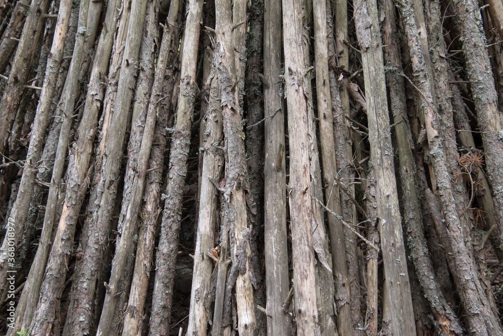 Thin trunks of forest trees in a bunch. Thin trunks of forest trees in a bunch.
