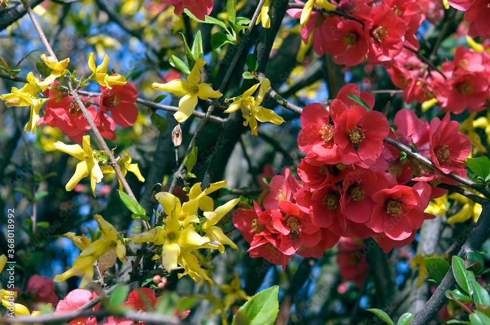 Obraz premium AMBIANCE PRINTANIERE