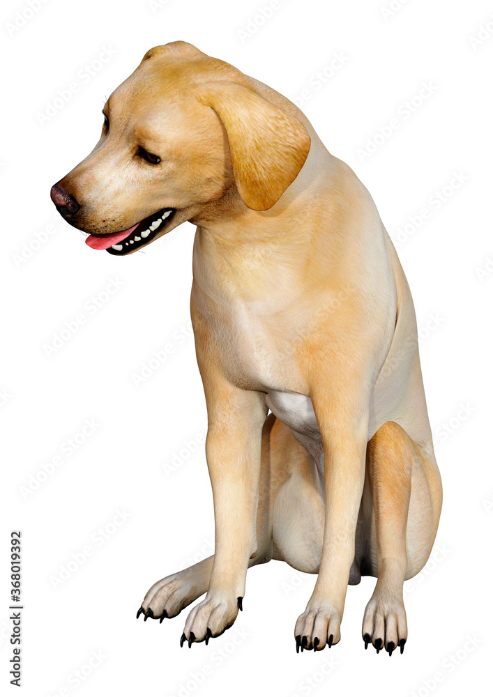 3D Rendering Labrador Dog on White Stock Illustration | Adobe Stock 3D Rendering Labrador Dog on White Stock Illustration | Adobe Stock
