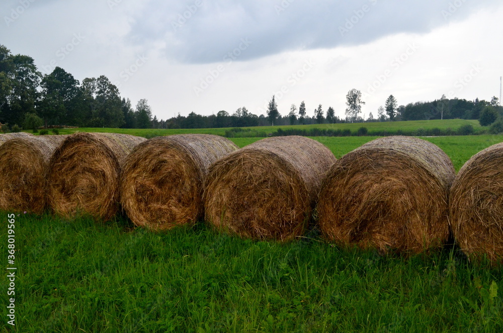 Freshly rolled straw rolls in the green meadow, close-up. Round bay bale rolls in a green field