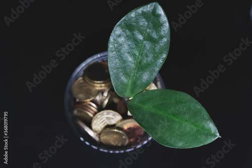 Plant Growing in the Coins with Blurry coins Picture. Good for Financial and investment ads and brochure