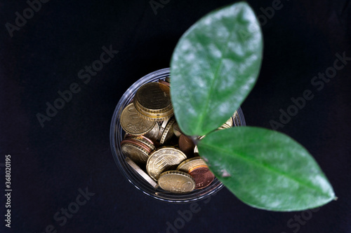 Plant Growing in the Money taken from the top with blurry plant