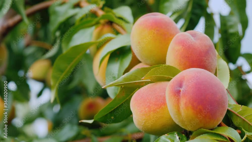 Juicy peaches ripen on a branch Juicy peaches ripen on a branch