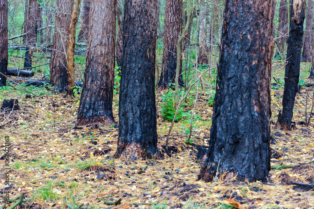 Scorched trees. Burned tree trunks. Forest fire. Scorched trees. Burned tree trunks. Forest fire.