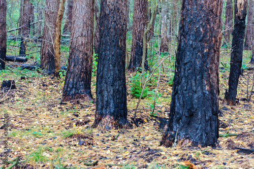 Scorched trees. Burned tree trunks. Forest fire.