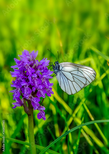 Photos White butterfly Aporia crataegi on purple Dactylorhiza majalis flower, also know