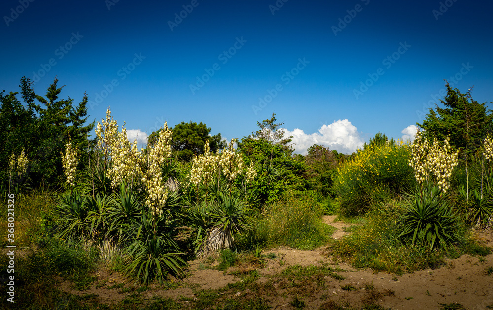 Dune path on the beach in Italy Dune path on the beach in Italy