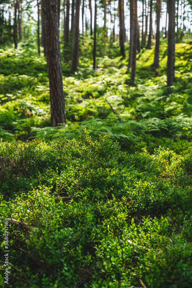 Green blueberry bushes in the forest Green blueberry bushes in the forest