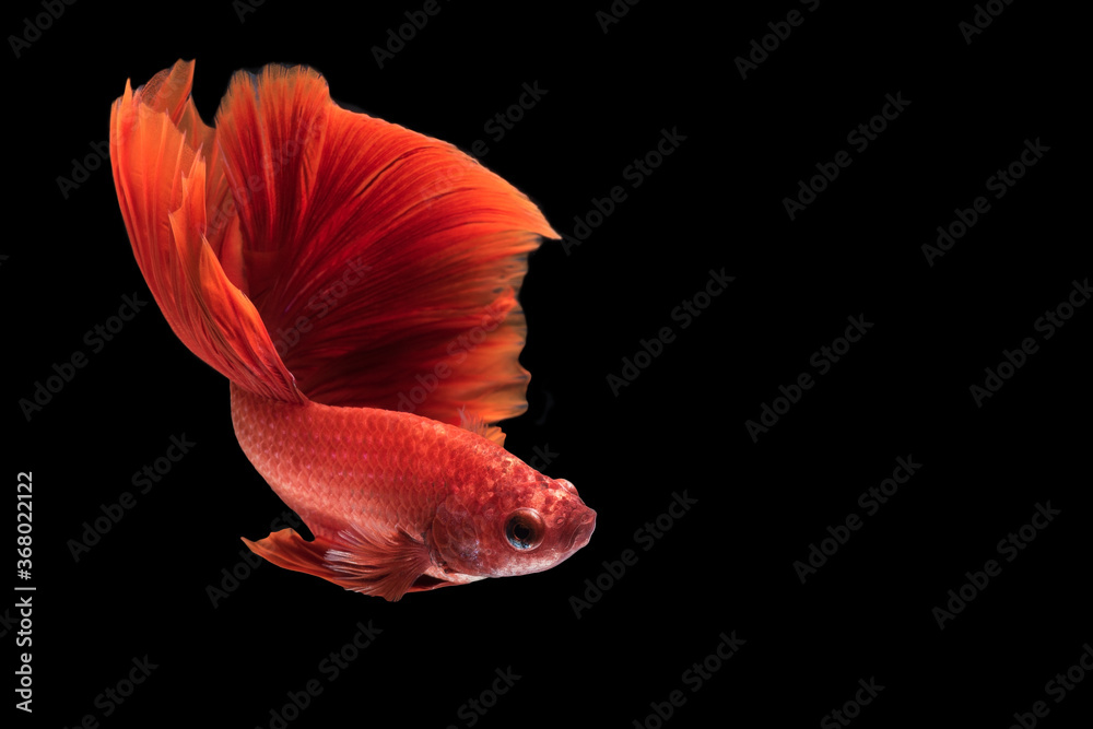 Close up art movement of Betta fish or Siamese fighting fish isolated on black background.Fine art design concept.